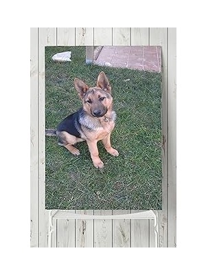 Nacario Postermanya (PSTER5872) Kurt Köpeği Hayvan Posteri 70X100 cm