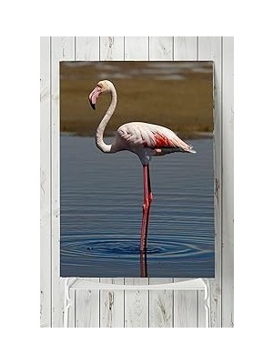 Nacario Postermanya (PSTER4510) Flamingo Hayvan Posteri 50X70CM