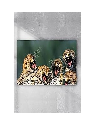 Nacario Postermanya (PSTER6033) Gülen Leoparlar Eğlenceli Mizahi Poster (70X100CM)