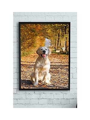 Nacario Postermanya (PSTER11124) Retriever Hayvan Çerçeveli Tablo (50X70CM)