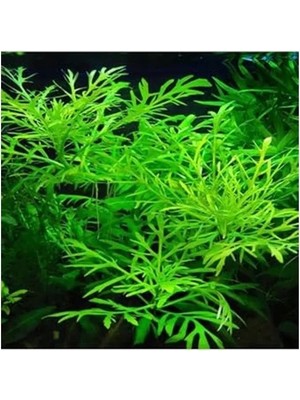 Aesco Canlı Bitki Hygrophila Difformis, 4-6 Kök Olarak