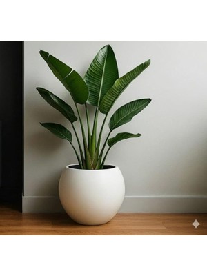 Modern Tasarım 7,5 Litre Küre Saksı Plastik Dekoratif Çiçeklik Beyaz Renk Hazneli