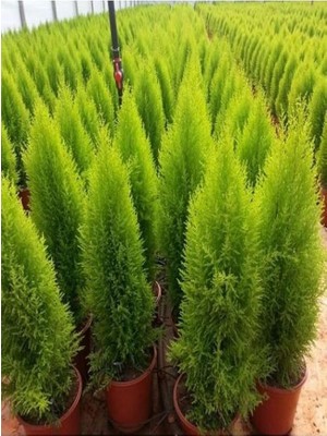 Mis Kokulu Limoni 1 Adet Servi Çam Ağacı Fidanı 30-60CM Saksılı (Cedar Pine Tree Sapling)