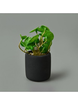 Matmel Mini Pot Soft Yaprak Saksılı Çiçek - Asorti - 8X6X6 cm