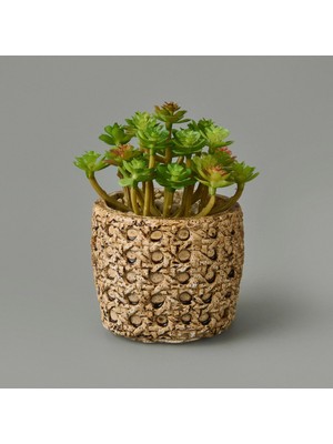 Matmel Hasır Efekt Saksıda Sukulent - 7X8X8 cm