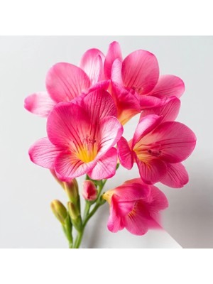 Gardenya 5 Adet Pembe Frezya Çiçeği Soğanı Katmerli Mis Kokulu
