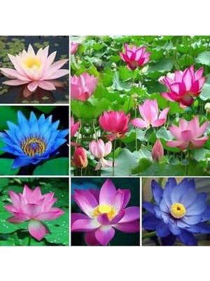 Die Grup 20 Adet Lotus Çiçeği Tohumu Nilüfer Çiçeği Karışık Renkli Orjinal Lotus Su ve Toprakta Yetişir