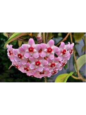 Empressco Mum Çiçeği Fidesi Köklenmiş Hoya Pembe (Saksılı 10--15CM)