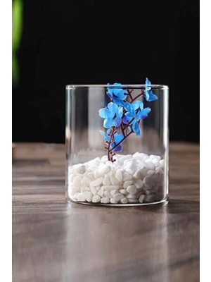 Empressco Şeffaf Silindir Masaüstü Cam Vazo ve Saksı Mumluk 10X14 cm