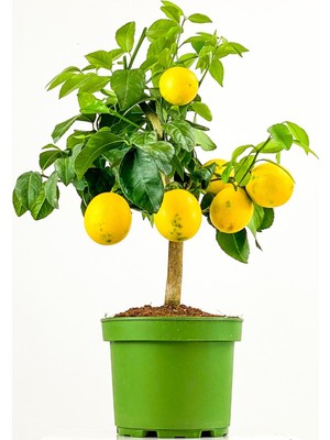 Empressco Bodur Limon Iç,dış Mekan Saksılı 50-60 cm Yediveren - Fiyatı, Yorumları