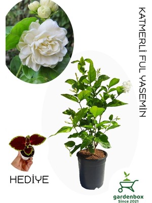 Empressco Yoğun Kokulu Katmerli Ful Yasemin Çiçeği 1 Adet Saksılı 40-60CM(JASMINUM Sambac) - Fiyatı, Yorumları