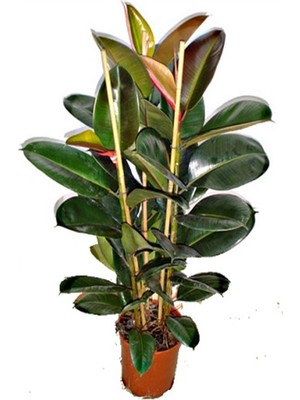Empressco Videolu Kauçuk Bitkisi 1 Adet Saksılı 60-80 cm Iç Mekan Salon Bitkisi (Ficus Elastica) - Fiyatı, Yorumları