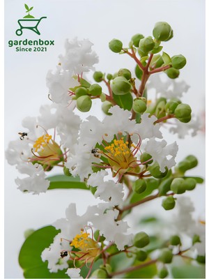 Empressco Oya Ağacı Beyaz Renk 1 Adet Saksılı/tüplü 30-50CM Dış Mekan Bitkisi - Fiyatı, Yorumları