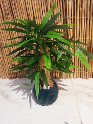 Empressco Yapay Bambu Ağacı Sukulent Antrasit Gri Saksıda 30 cm Boy Çiçek - Fiyatı, Yorumları
