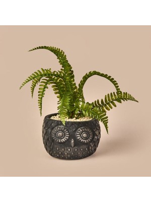 Empressco Saksılı Yapay Çiçek - Siyah / Yeşil - 29 cm - Fiyatı, Yorumları