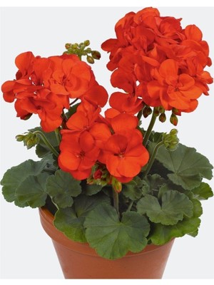 Empressco Sardunya 10 cm Saksılı - Fiyatı, Yorumları