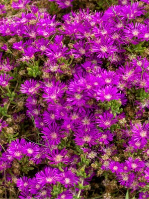 Empressco Acem Halısı (5 15 Cm)30 Adet Saksılı/ Tüplü Çiçekli Bodur Bitki Drosanthemum Floribundum - Fiyatı, Yorumları