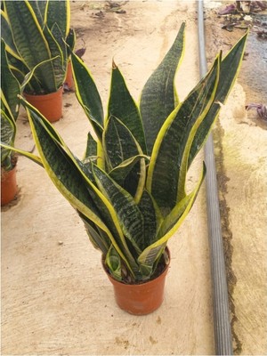 Empressco Sansivieria (Paşa Kılıcı) 20- 30 cm Boyunda 12 cm Saksıda Canlı - Fiyatı, Yorumları