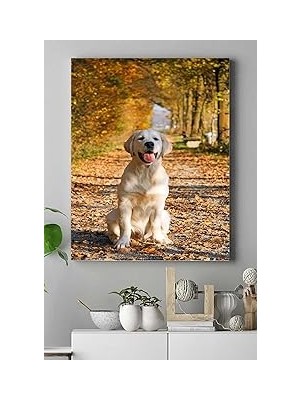 Nacario Postermanya (PSTER16101) Golden Retriever Hayvan Kanvas Tablo 30 x 40