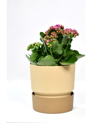 Empressco 4 Adet Ixora 15 cm Saksı Çift Renkli Krem Kahve Tonları Genişlik 15 cm Yükseklik 15 cm 2 Lt - Fiyatı, Yorumları