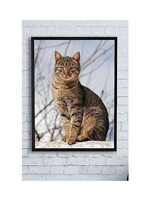 Nacario Postermanya (PSTER11533) Kedi Hayvan Çerçeveli Tablo (30 x 40CM)