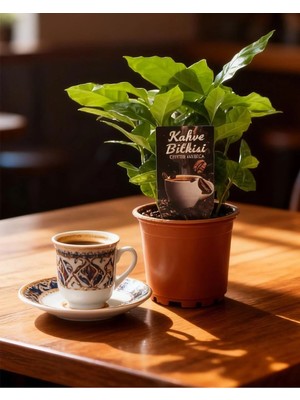 Empressco Kahve Bitkisi – Coffea Arabica – 12 cm Saksı - Fiyatı, Yorumları