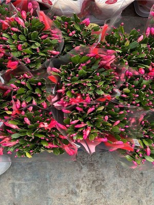 Empressco Muhteşem Dolgun Pembe Renk 1 Adet Saksılı Yılbaşı Çiçeği (Yılbaşı Kaktüsü) - Fiyatı, Yorumları