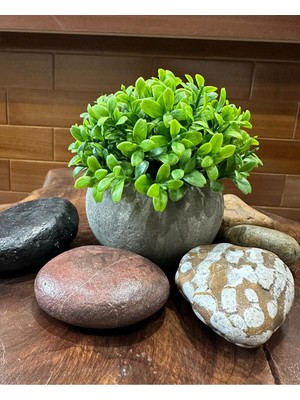 Empressco Yapay Şimşir (Boxwood) Çiçeği Premium Antrasit Saksılı Ofis Ev Dekorasyonu 🌿 - Fiyatı, Yorumları