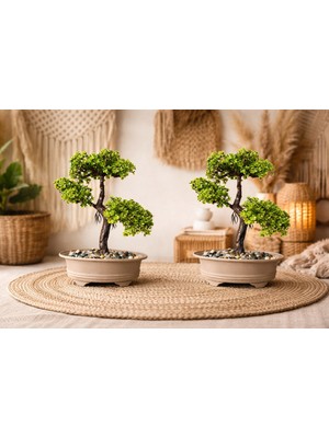 Empressco Şık Yapay Bonsai Ağaç Seti, Ev ve Ofis Dekorasyonu Için Idealdir