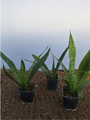 Empressco Kılıç Çiçeği (20 30 Cm)3 Adet Saksılı Iç Mekan Bitkisi Gladiolus