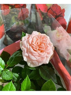 Empressco Mini Gül (Minyatür Gül) - Toz Pembe Saksı Çapı 12 cm