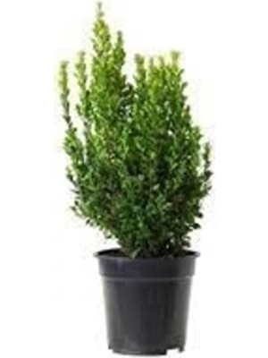 Empressco Saksılı Şimşir Fidanı Yaş 2 - Boy 50-70 cm Boy