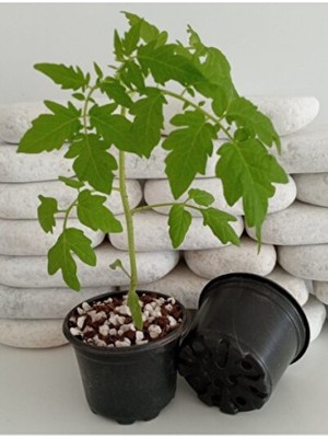 Empressco Yuvarlak Saksı 100 Adet 9x7 cm Üretim Saksısı Vakum Saksı Ucuz Saksı