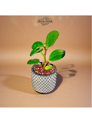 Empressco Dekoratif Saksıda Baby Peperomia Obsitifulia 25CM Salon Bitkisi