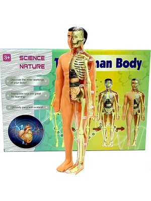 Asya The Human Body Insan Vücudu 3D Eğitim Seti 3302