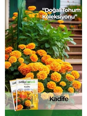 Die Grup 50 Adet Bodur Kadife Çiçek Tohumu (Tagetes L.)