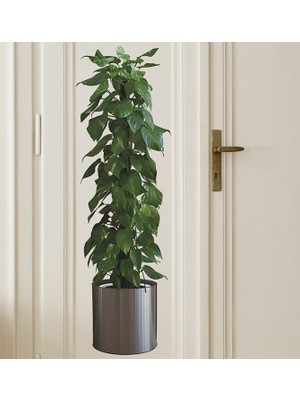 Nessi World Saksılı Bitki Tasarımlı Yapışkanlı Sticker Resim 90*30 cm MC-665
