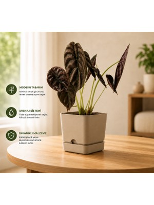 Poliwork 1,5 Litre Begonya Kare Plastik Saksı Tabaklı Dekoratif Çiçek Saksısı Drenajlı Modern Bitki Saksısı bej