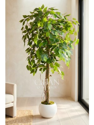 Cihan Çiçekçilik Yapay Benjamin Ağacı 27X33 Küre Saksılı 140 cm