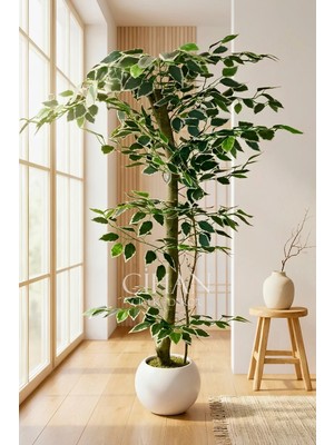 Cihan Çiçekçilik 120 cm Yapay Ficus Ağacı Beyaz 27X33 Küre Saksılı