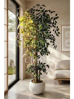 Cihan Çiçekçilik Yapay Benjamin Starlight Ağacı Beyaz-Yeşil 175 cm Küre Saksılı