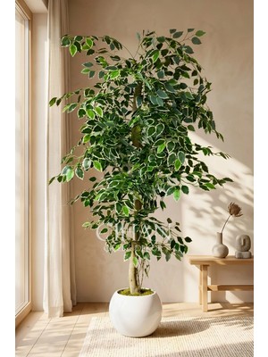 Cihan Çiçekçilik Yapay Ficus Ağacı 27X33 Beyaz Küre Saksılı 160 cm