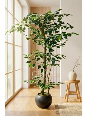 Cihan Çiçekçilik 120 cm Yapay Ficus Ağacı Siyah 27X33 Küre Saksılı