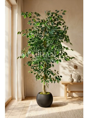Cihan Çiçekçilik Yapay Ficus Ağacı 27X33 Siyah Küre Saksılı 160 cm