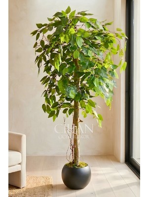 Cihan Çiçekçilik Yapay Benjamin Ağacı 27X33 Küre Saksılı 140 cm
