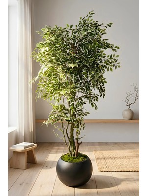 Cihan Çiçekçilik Yapay Benjamin Starlight Ağacı 180 cm - Küre Saksılı
