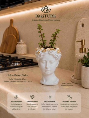 BitkiTÜRK Helen Beton Saksı + Afra Portulacaria Canlı Bitki | 14 cm Dekoratif Beton Saksı Seti | Ev ve Ofis Dekoru