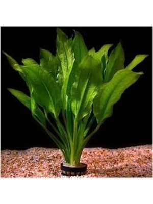 Bella Vista Canlı Bitki Saksısı, Echinodorus Icus Çeşidi, Akvaryum Için Uygun