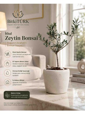 BitkiTÜRK Ithal Zeytin Bonsai Beton Saksıda Dekoratif Salon Ofis Balkon Bitkisi Canlı Zeytin Ağacı