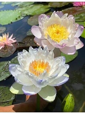 15 Adet Lotus Çiçeği Tohumu Nilüfer Çiçeği Karışık Renkli Orjinal Lotus Su ve Toprakta Yetişir